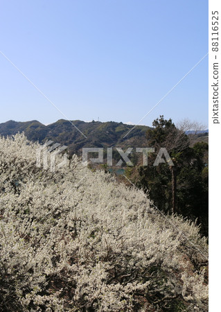  Plum flowers 88116525