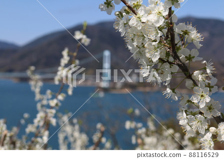  Plum flowers 88116529