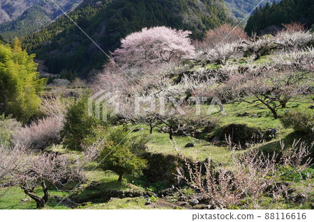 Ume no Sato Kawasale 88116616