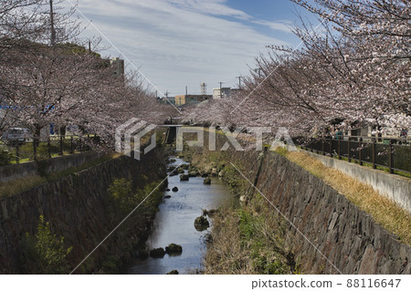 Japan's Top 100 Cherry Blossom Spots, Yamasaki River Cherry Blossoms, Nagoya City, Aichi Prefecture 88116647