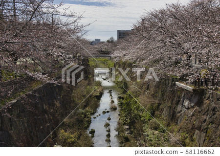 愛知縣名古屋市山崎川櫻花日本百選櫻花 88116662