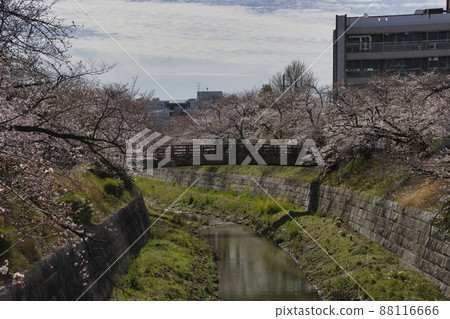 愛知縣名古屋市山崎川櫻花日本百選櫻花 88116666