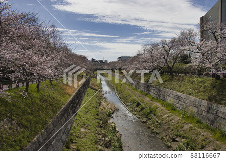 愛知縣名古屋市山崎川櫻花日本百選櫻花 88116667