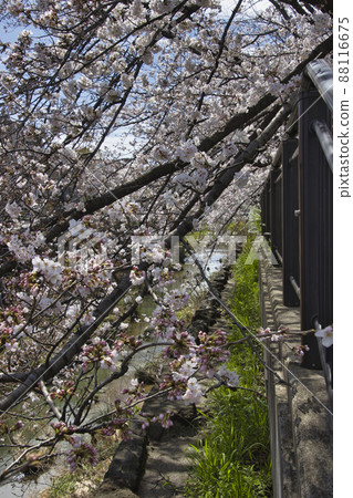 Japan's Top 100 Cherry Blossom Spots, Yamasaki River Cherry Blossoms, Nagoya City, Aichi Prefecture Japan's Top 100 Cherry Blossom Spots, Yamasaki River Cherry Blossoms, Nagoya City, Aichi Prefecture 88116675