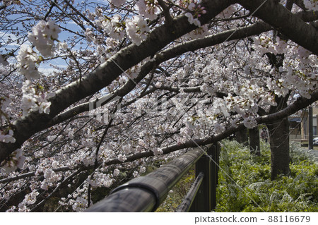Japan's Top 100 Cherry Blossom Spots, Yamasaki River Cherry Blossoms, Nagoya City, Aichi Prefecture 88116679