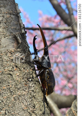 Hercules beetle on a tree with cherry blossom background 88116700