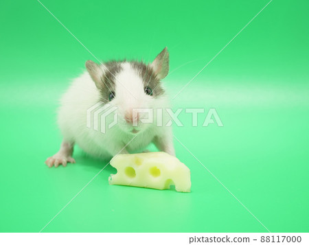 Cheese with holes and husky rat 88117000