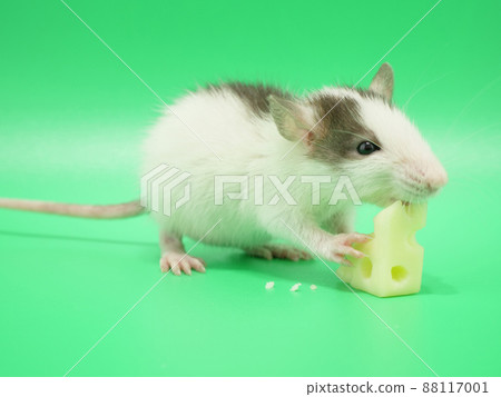 Fancy rat biting cheese 88117001
