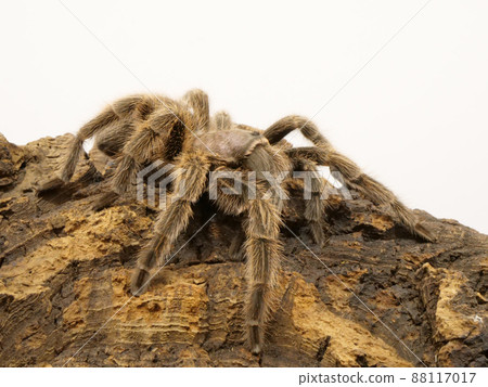 Tarantula on the cork 88117017