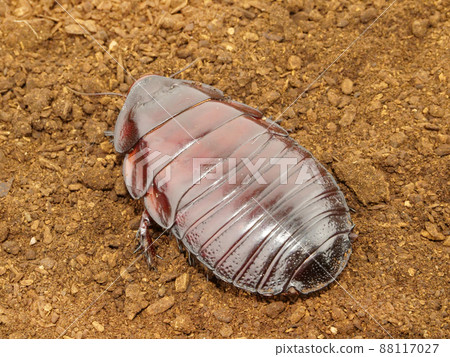 The shiny-bodied giant cockroach The shiny-bodied giant cockroach 88117027