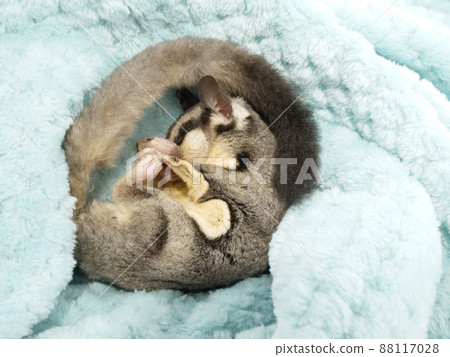 Sugar glider that curls up and sleeps Sugar glider that curls up and sleeps 88117028