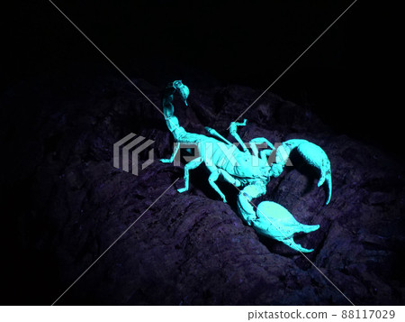 看起來像熒光色的 Heterometrus spinifer 看起來像熒光色的 Heterometrus spinifer 88117029