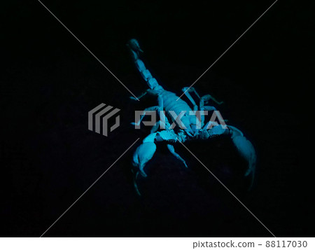 發出螢光顏色的亞洲森林蝎子 發出螢光顏色的亞洲森林蝎子 88117030