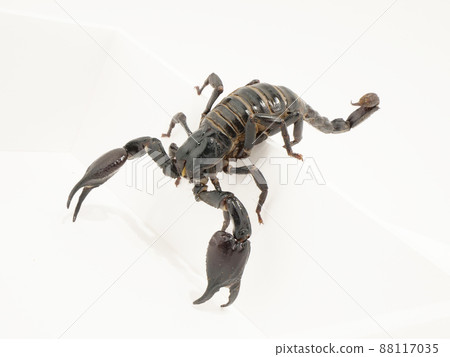 Scorpions oversteps 88117035