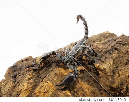 Scorpions that can also be pets Scorpions that can also be pets 88117043