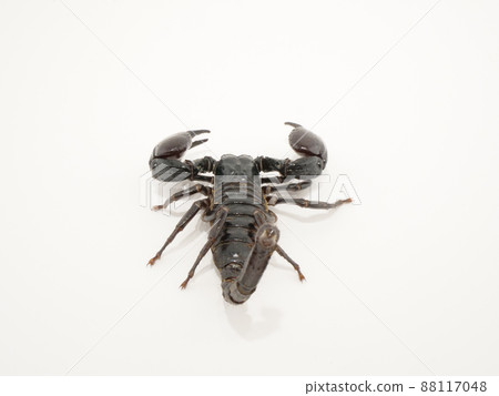從後面看到的 Heterometrus spinifer 88117048