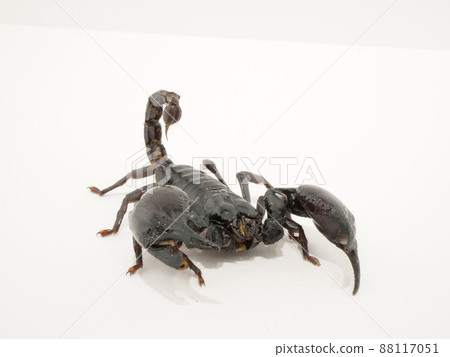 從一個角度看到的 Heterometrus spinifer 從一個角度看到的 Heterometrus spinifer 88117051