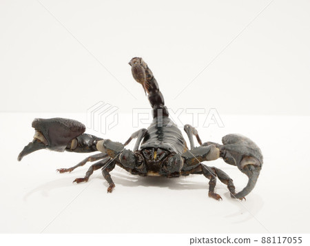A slightly threatening Chaguro scorpion A slightly threatening Chaguro scorpion 88117055