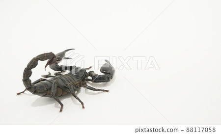 一個 Heterometrus spinifer [複製空間] 88117058