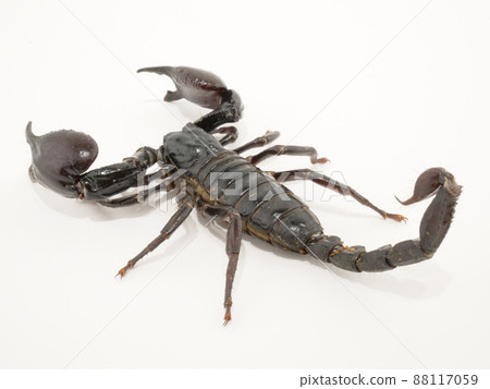 Adult Chaguro scorpion Adult Chaguro scorpion 88117059