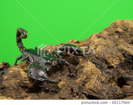 Adult Heterometrus Spinifer [Copy Space] 88117060