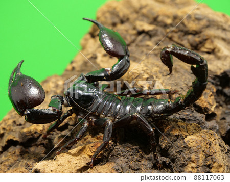 Heterometrus spinifer with large round scissors Heterometrus spinifer with large round scissors 88117063