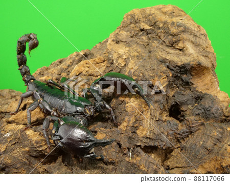 Scorpions riding on a tree Scorpions riding on a tree 88117066