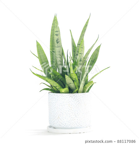 Ornamental plant, potted plant of Sansevieria Silver Princess [white background] 88117086