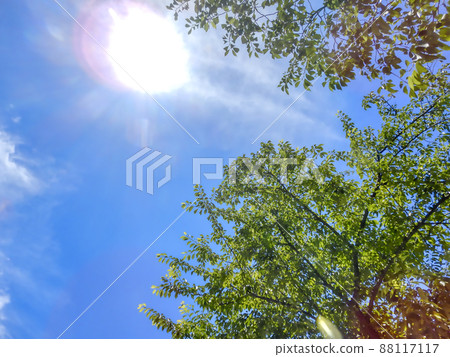Summer sky Tokyo 88117117