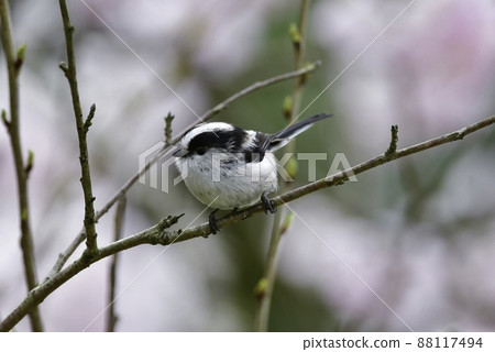 一隻可愛的小鳥，長尾山雀，在春天參觀了盛開的櫻花 88117494