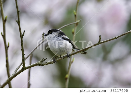 A cute little bird, the long-tailed tit, who visited the cherry blossoms in full bloom in spring 88117496