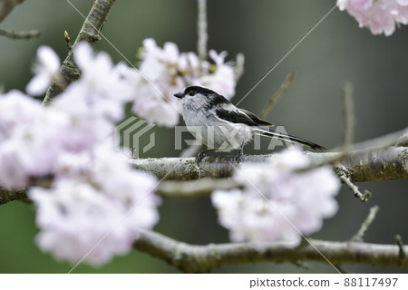 一隻可愛的小鳥，長尾山雀，在春天參觀了盛開的櫻花 88117497