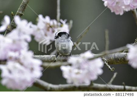 一隻可愛的小鳥，長尾山雀，在春天參觀了盛開的櫻花 88117498