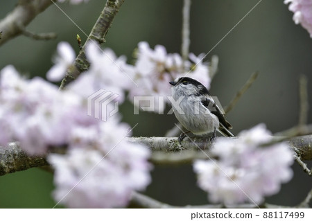 一隻可愛的小鳥，長尾山雀，在春天參觀了盛開的櫻花 88117499