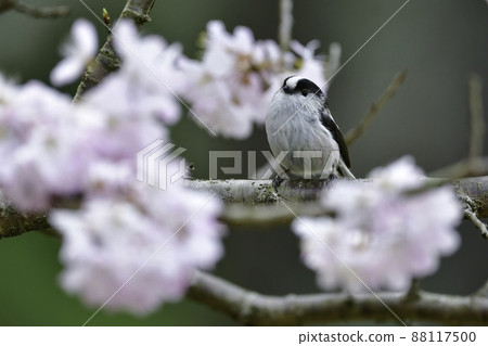 一隻可愛的小鳥，長尾山雀，在春天參觀了盛開的櫻花 88117500