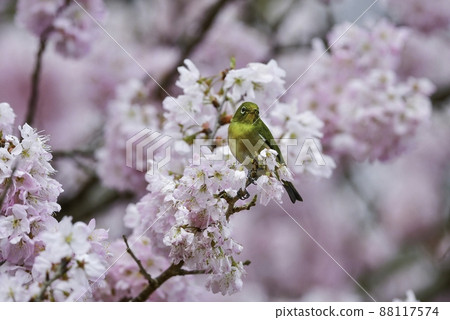 萌木明亮可愛的小鳥，日本白眼鳥，在春天參觀了盛開的櫻花 88117574
