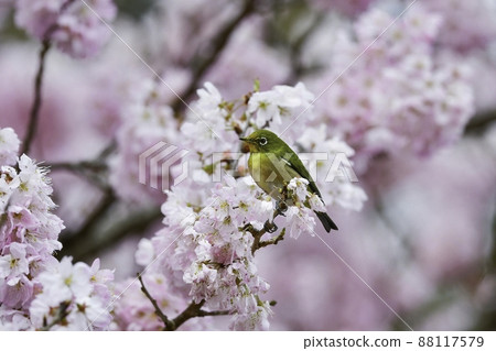 Moegi's bright and cute little bird, Japanese white-eye, visited the cherry blossoms in full bloom in spring 88117579
