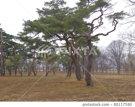 Gyeongbuk. Gyeongju-si. National Park. Orung. Pine Tree Gyeongbuk. Gyeongju-si. National Park. Orung. Pine Tree 88117580