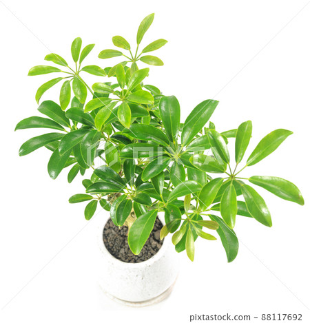 Ornamental plant, leaves of Chef Rera Alboricola [white background] 88117692