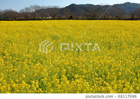 靜岡縣加茂郡南伊豆町下鴨 南櫻花和油菜花節 青野川沿岸的油菜花田 88117696