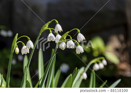 Spring has come 88118100