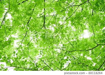 Fresh green leaves and sunbeams 88118264