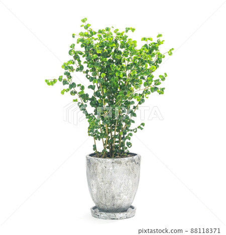 Potted plant of foliage plant, Ficus baroque [white background] 88118371