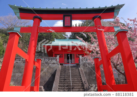 靜岡縣加茂郡松崎町岩內 盛石神社，盛開著令人印象深刻的紅色和河津櫻花 88118381