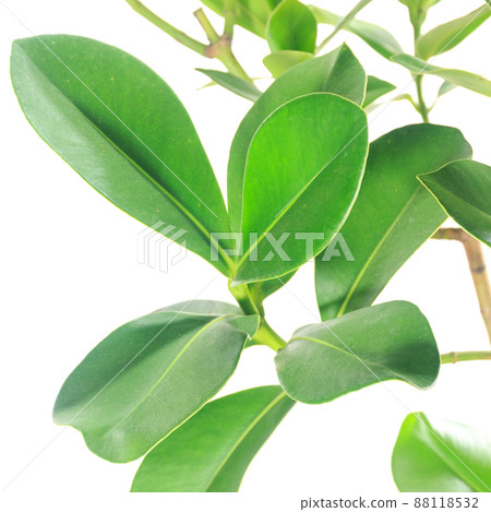 觀賞植物，Clusia rosea 葉子 [白色背景] 88118532