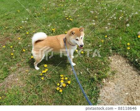 狗狗在草坪上快樂地玩耍 狗狗在草坪上快樂地玩耍 88118646