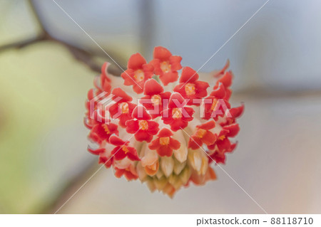 Mitumata花 Mitumata花 88118710