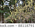 Kibushi flower that blooms first in spring in the mountains 88118791
