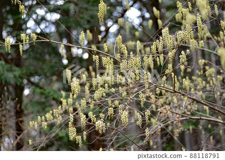 春天最先在山上綻放的木武士花 88118791