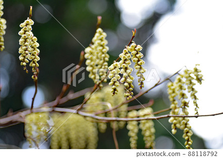 Kibushi flower that blooms first in spring in the mountains 88118792
